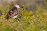 Image. Bruchwasserläufer