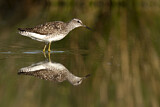 Image. Bruchwasserläufer