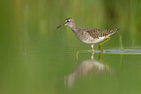 Image. Bruchwasserläufer