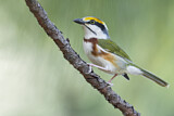 Image. Brustbandvireo