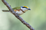 Image. Brustbandvireo