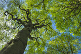 Image. Buchenkrone mit frischem Blätterdach 