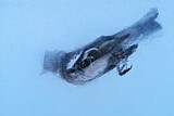 Image. Buchfink