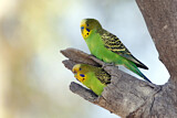 Image. Budgerigar