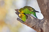 Image. Budgerigar