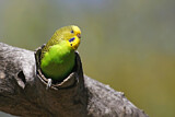 Image. Budgerigar