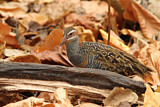 Image. Buff-banded Rail