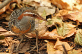 Image. Buff-banded Rail