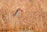 Image. Buff-banded Rail