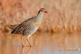 Image. Buff-banded Rail