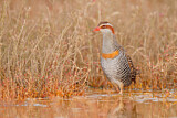 Image. Buff-banded Rail