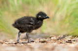 Image. Buff-banded Rail