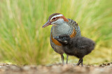 Image. Buff-banded Rail