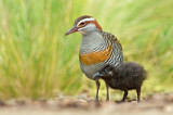 Image. Buff-banded Rail