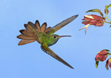 Image. Buff-bellied Hummingbird