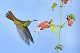 Image. Buff-bellied Hummingbird