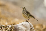 Image. Buff-bellied Pipit