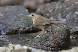 Image. Buff-breasted Babbler