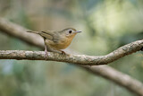 Image. Buff-breasted Babbler