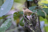 Image. Buff-breasted Babbler