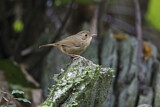 Image. Buff-breasted Babbler