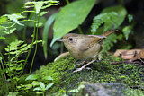 Image. Buff-breasted Babbler