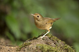Image. Buff-breasted Babbler