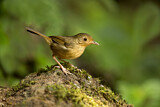 Image. Buff-breasted Babbler