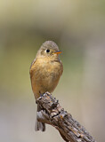 Image. Buff-breasted Flycatcher