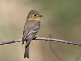Image. Buff-breasted Flycatcher