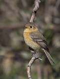 Image. Buff-breasted Flycatcher