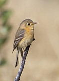 Image. Buff-breasted Flycatcher