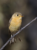Image. Buff-breasted Flycatcher