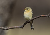 Image. Buff-breasted Flycatcher