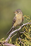 Image. Buff-breasted Flycatcher