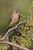 Image. Buff-breasted Flycatcher