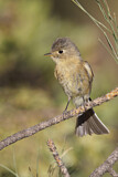 Image. Buff-breasted Flycatcher