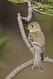 Image. Buff-breasted Flycatcher