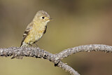 Image. Buff-breasted Flycatcher