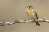 Image. Buff-breasted Flycatcher
