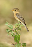 Image. Buff-breasted Flycatcher
