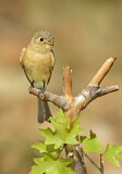 Image. Buff-breasted Flycatcher
