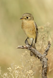 Image. Buff-breasted Flycatcher