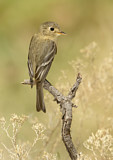 Image. Buff-breasted Flycatcher