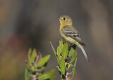 Image. Buff-breasted Flycatcher