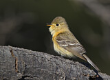 Image. Buff-breasted Flycatcher