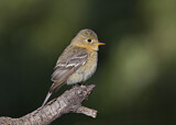 Image. Buff-breasted Flycatcher