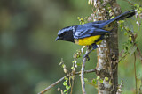 Image. Buff-breasted Mountain Tanager