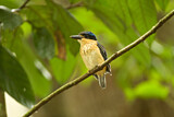 Image. Buff-breasted Paradise Kingfisher