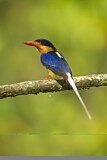 Image. Buff-breasted Paradise Kingfisher